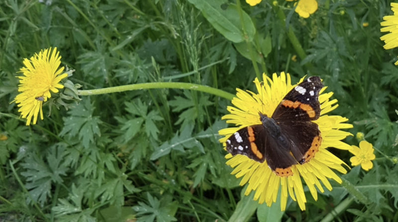 Såmmårsanger i Os-kirka