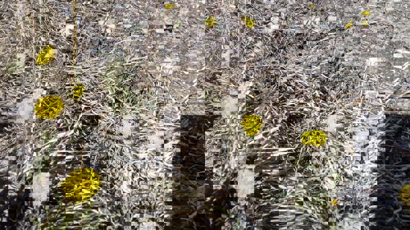 Vårsangkveld i Tufsingdalen 2. mai