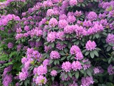 Kirken i Oslo hilser deg god sommer med blomstrende rhododendron utenfor hovedkontoret i Akersbakken.