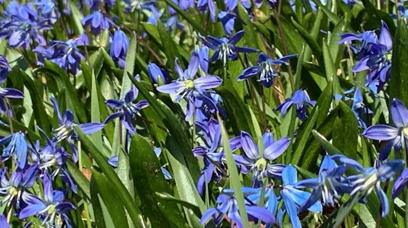 Fra vårblomstringen i Akersbakken.