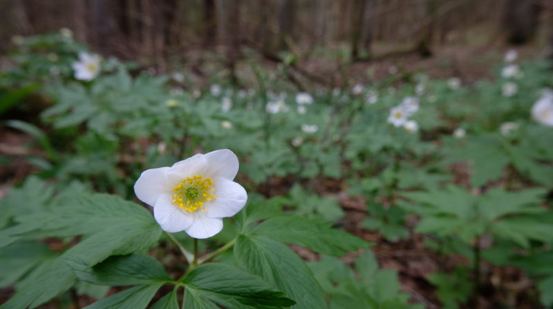 Årsmelding og regnskap 2024