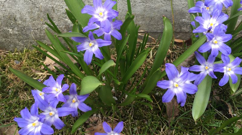 Menighetsfest for alle