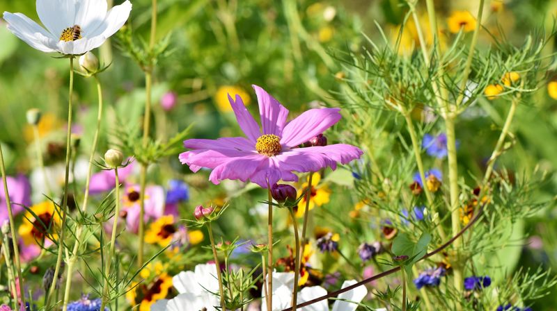 Grillfest på kirkebakken