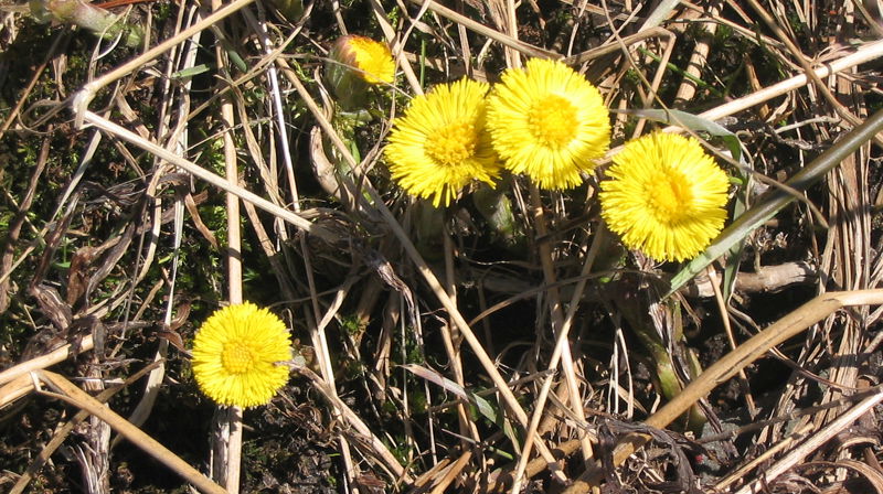 Gudstjeneste for alle sanser søndag 26.mars kl.11