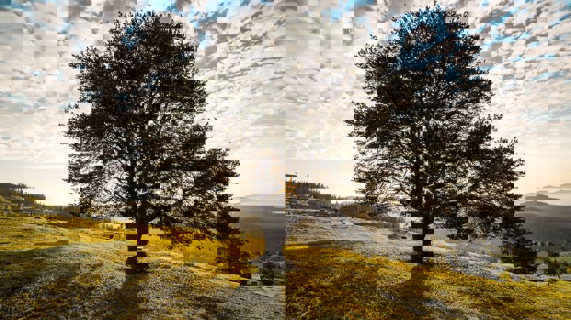 Kilde:www.pexels.com