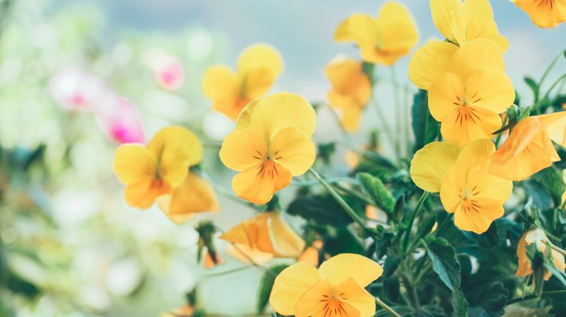 Photo by Min An from Pexels