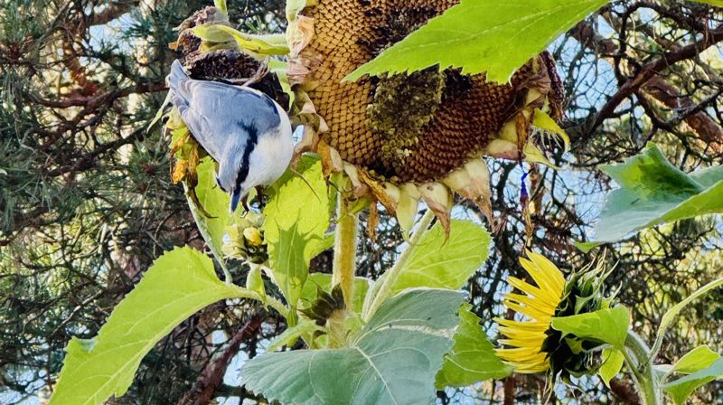 Spettmeis spiser frø av solsikkene utenfor kirken. Foto: Sara Pihl