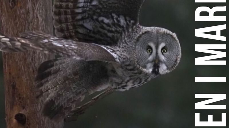 Naturen i Maridalen - fotoutstilling åpner 1. mars etter gudstjenesten