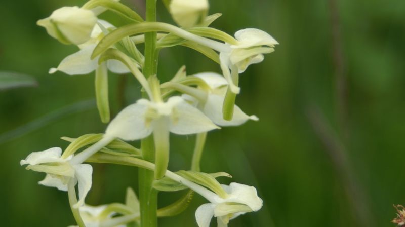 Blomstergudstjeneste på Villblomstens dag