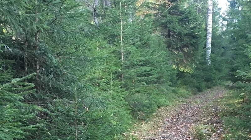 "Veien" Foto: Svanhild Enstad