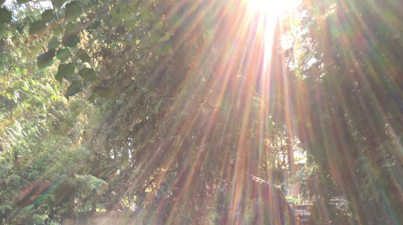 Primstavsmesse på Sta. Birgittas dag