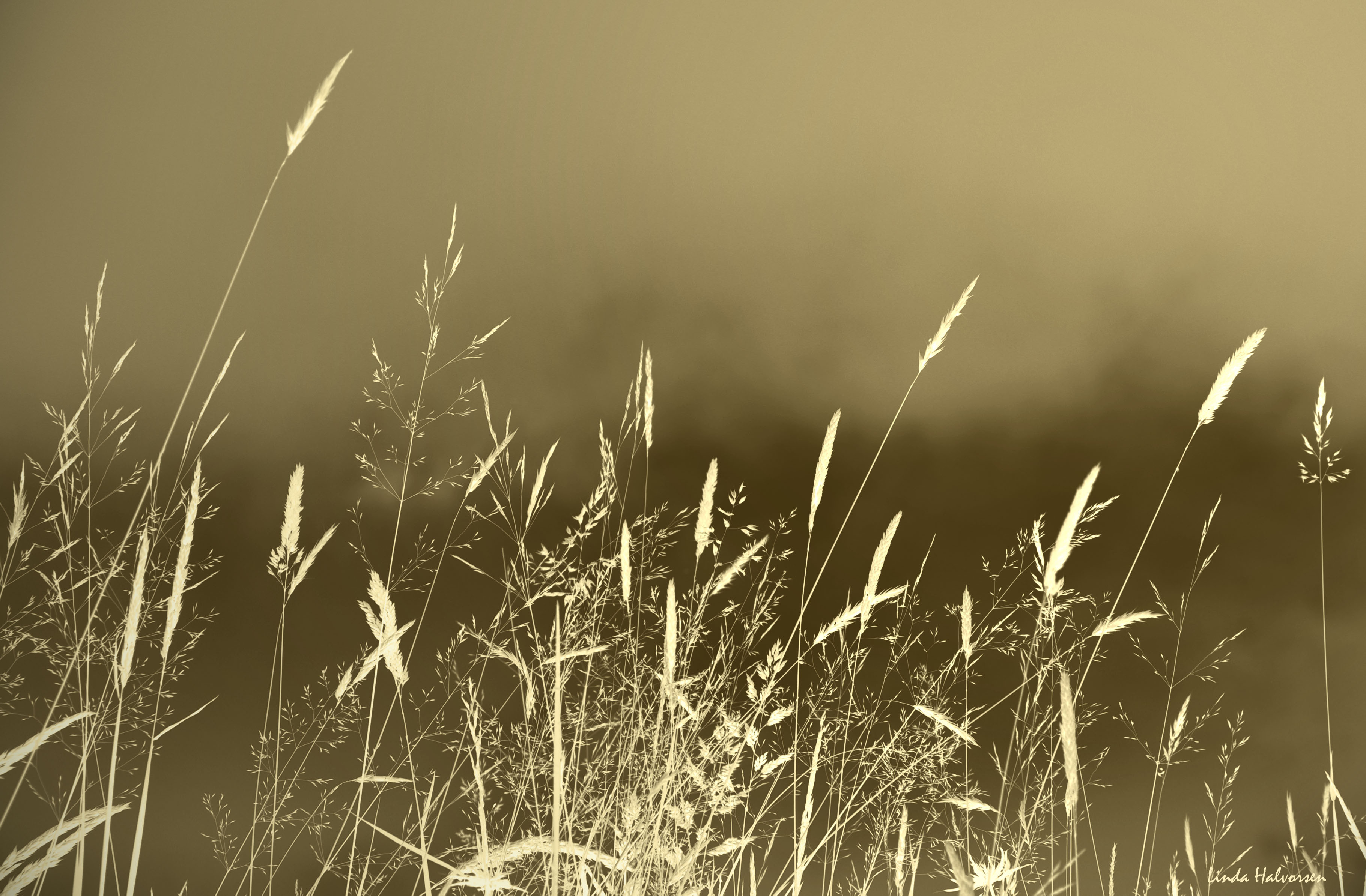 Foto: Linda Halvorsen