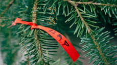 Foto: Alf Martin Lie