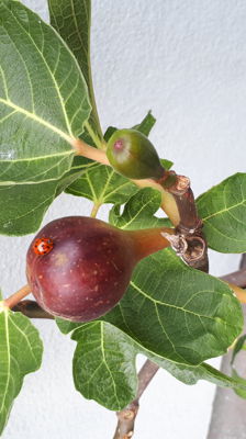 Åpen lunsj i Ila kirke