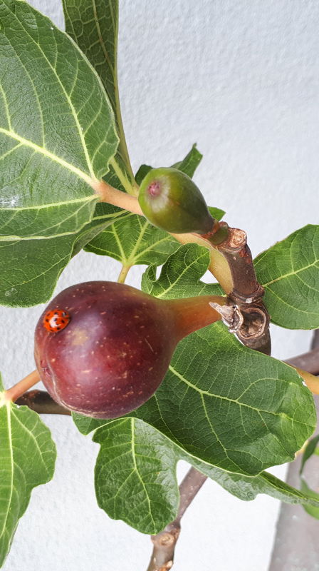 Åpen lunsj i Ila kirke