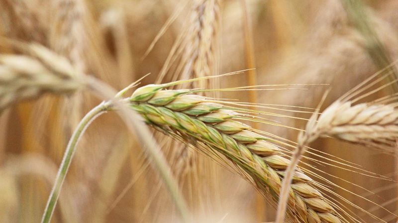 Søndagstanker av Kjersti Langås Hvalen