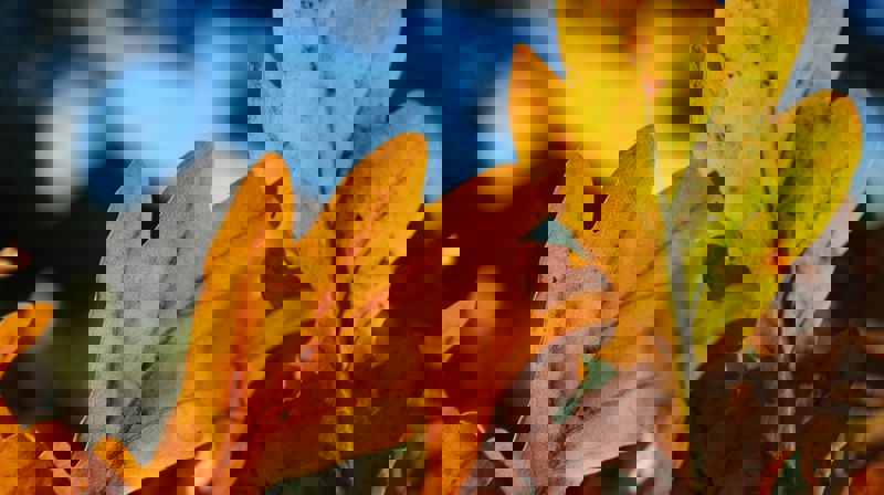 Oppstart høstsemesteret