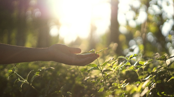 En barnehånd som holder forsiktig i tuppen av en grønn gren