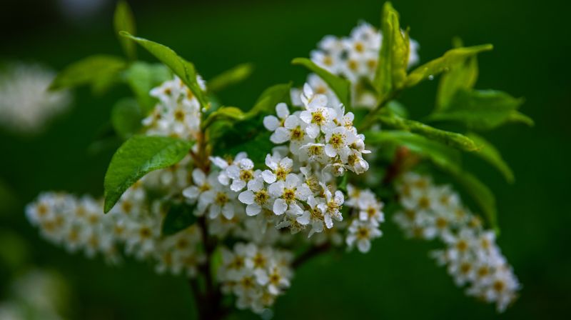 Pinse i Lovisenberg kirke