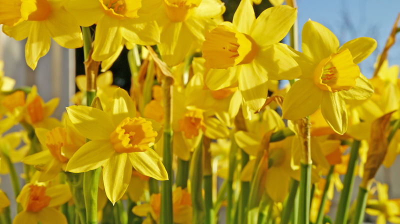 Påsken i Ilen menighet