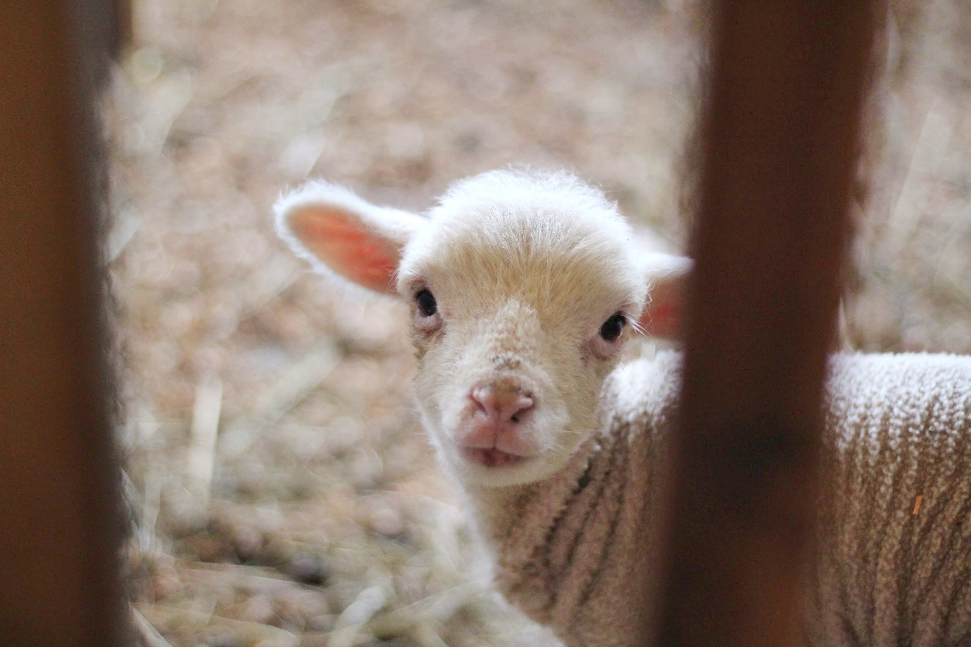 Bæ! Kom og finn meg! Foto: Unsplash