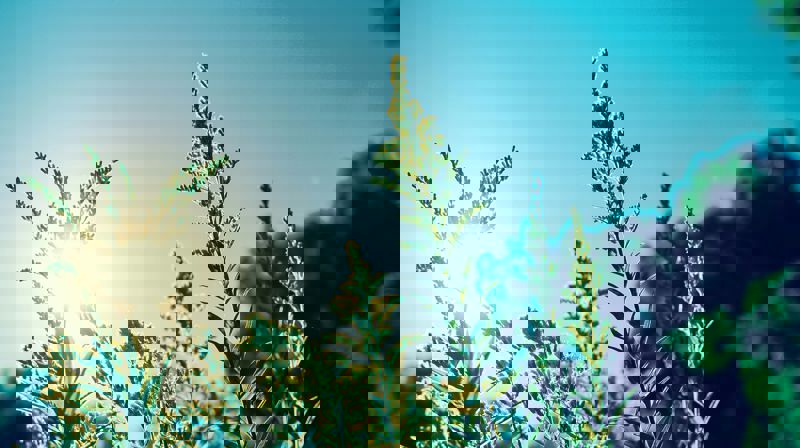 Vi feirer sommeren med mini-musikal. Foto: Unsplash