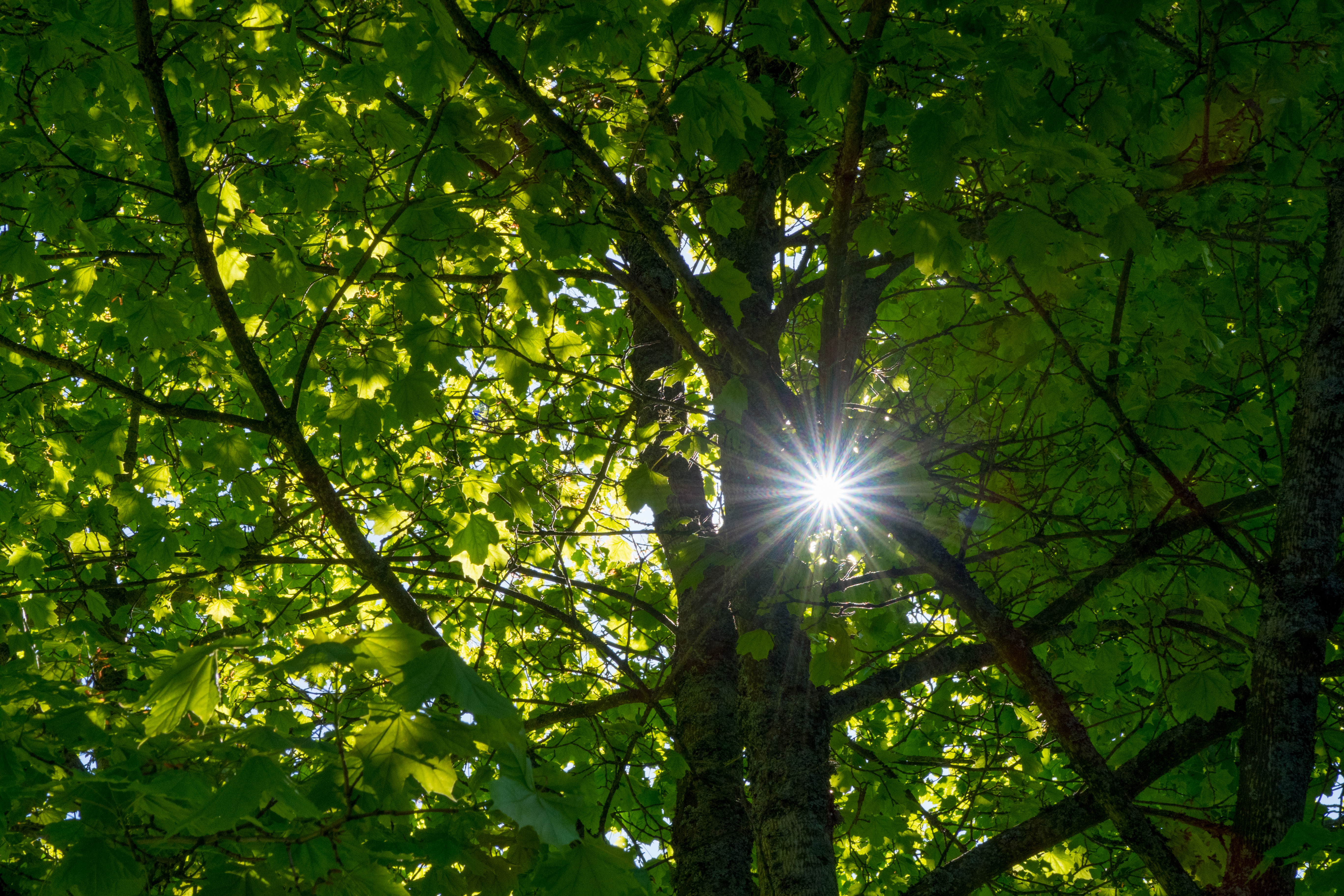 Sommer. Foto: Lars Verket
