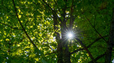 Sommer. Foto: Lars Verket