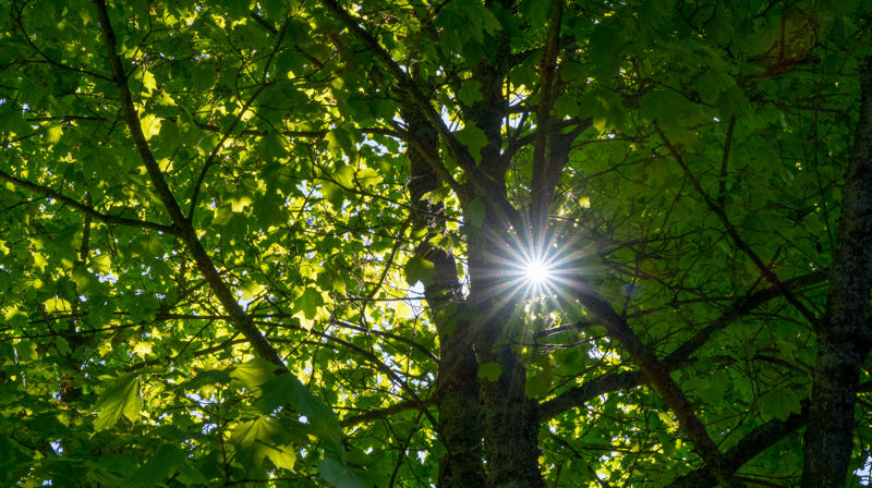 Sommer. Foto: Lars Verket