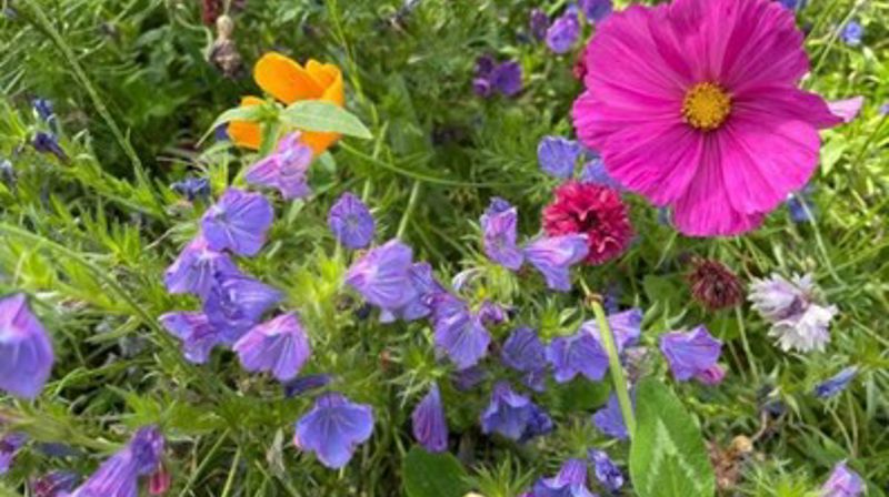 Sommerkaffe 19. juni