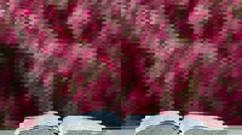 en bok ligger oppslått på et bord, bak er det mange rosa blomster på en busk