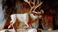 Reinen har vært og er betydningsfull i samisk næringsliv, kultur og historie. Her er en i tre, skjært av Jens Nygård.