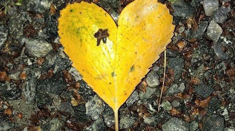 Torsdag 02. mars inviteres alle som møter sorg i sin hverdag til åpen temakveld om sorg.