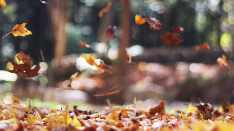 Kyrkjekontoret held stengt i haustferieveka!