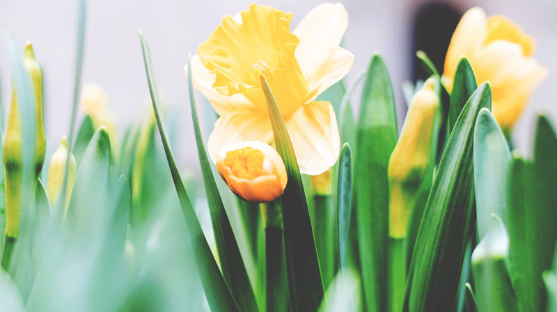 Påskeprogram i Sula sokn 2025