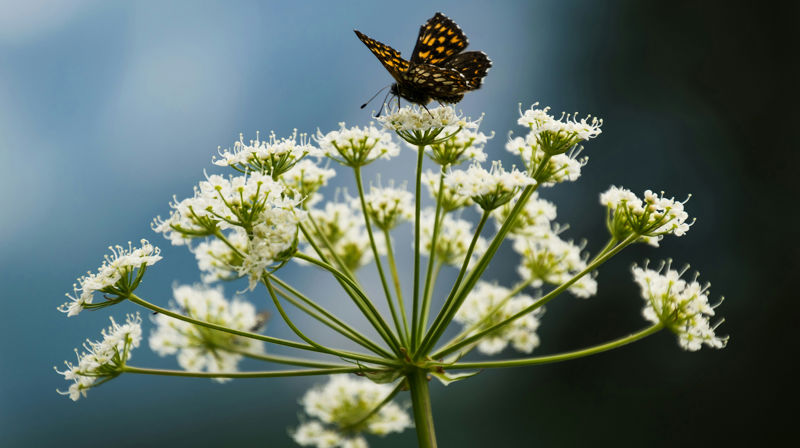 L I V S L Y S T - mestringskurs for vaksne etterlatne hausten 2025
