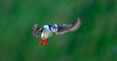 Foto: Lundefugl, Øyvind Kåre Sunde - oksfoto.no