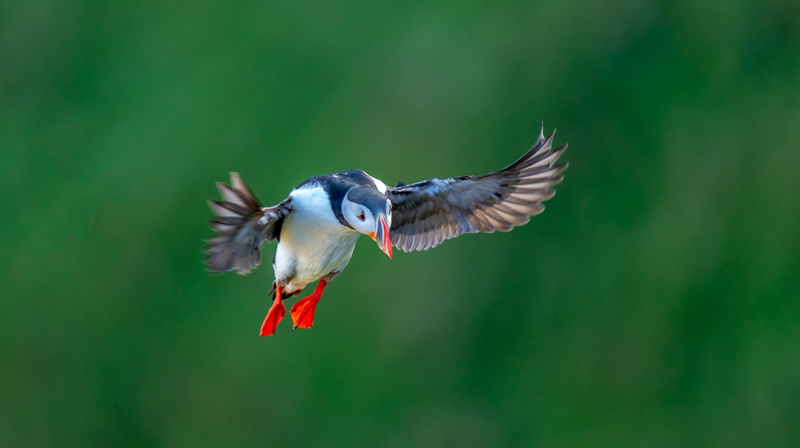 Foto: Lundefugl, Øyvind Kåre Sunde - oksfoto.no