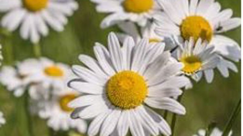 Sommaropningstid