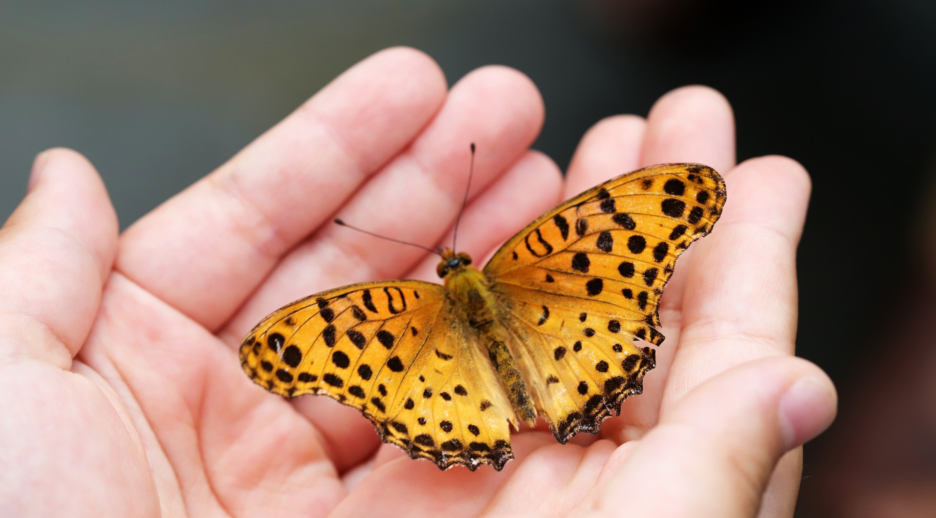 Foto: Heung Soon, Pixabay