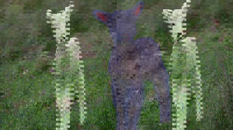 Foto: Bill Fairs / unsplash.com