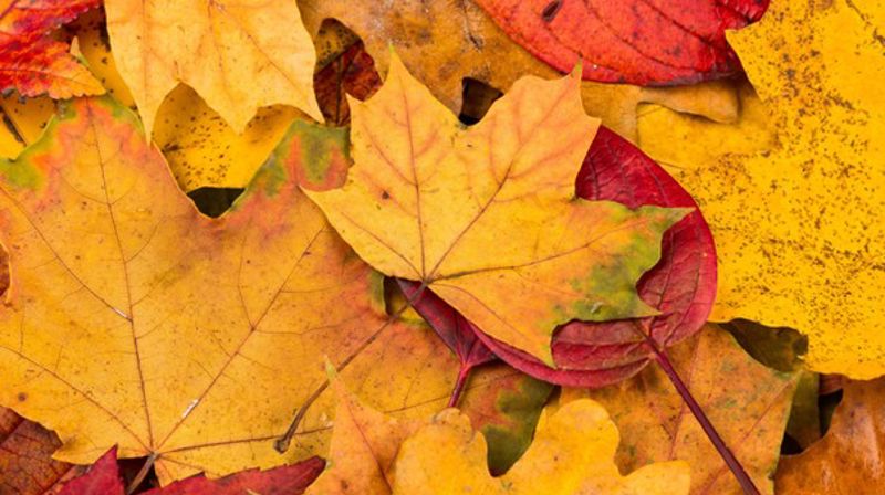 Formiddagstreff og hyggetreff høsten 2025