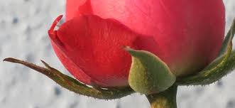 "Du skal elske din neste som deg selv"