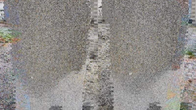 Hunder på kirkegården!