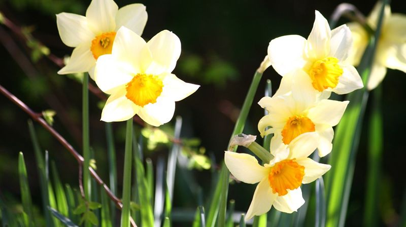 Søndagstanker 9. juni 2019