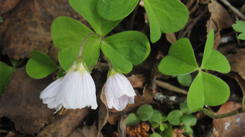 Søndagstanker 11. juni 2017