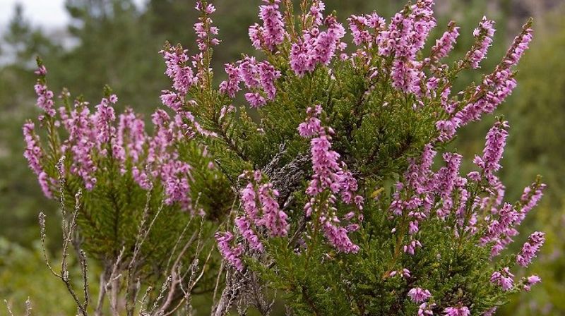 Hyggetreff 17. september kl 12 på Folkvang