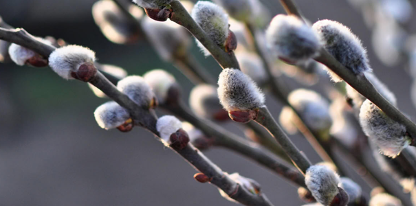 Hyggetreff på Folkvang 18. mars kl 12