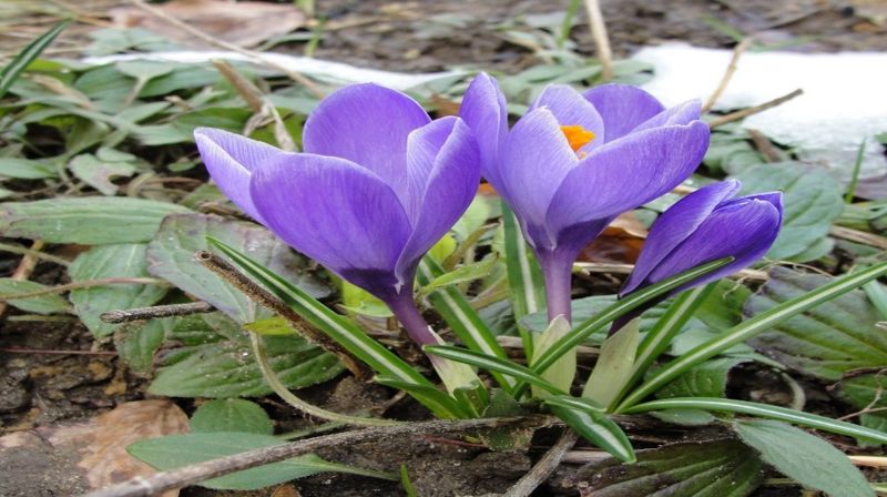 Hyggetreff 21. mai NB! kl. 12.00 på Folkvang