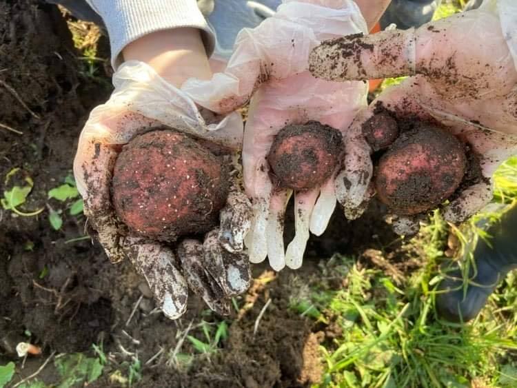 Velkomen til Hausttakkefest i Ulstein kyrkje!